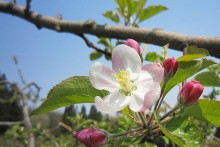 りんごの花