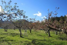 一作農園のりんご畑