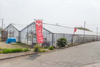 車椅子でもいちご狩り可能