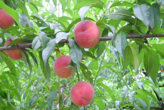 陣平農園の桃