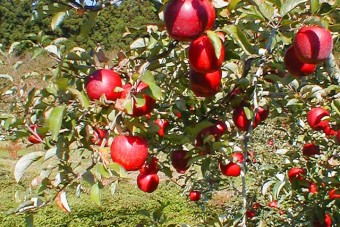 陣平農園のりんご