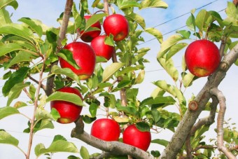 低農薬と有機栽培で手間暇掛けて育てているりんご