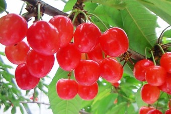さくらんぼは、紅さやか・佐藤錦・紅秀峰などを栽培