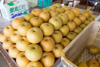 みずみずしい梨が沢山収穫されている