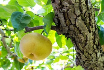 明治から続く最も歴史ある梨園