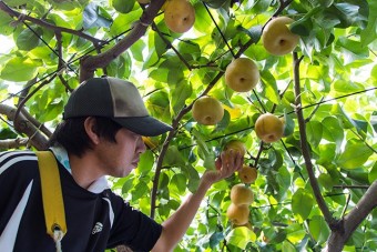 美味しく実った梨を見分けて優しくもぎ取る