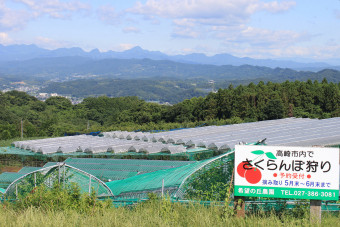 広大な土地にさくらんぼハウスが並ぶ