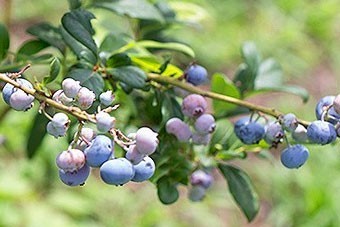 県内最大級12000株のブルーベリーを栽培