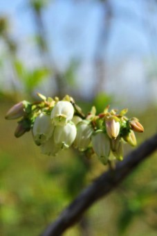 春に釣り鐘型の花をつけるブルーベリー