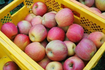 木村農園のりんご