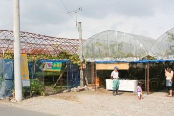 毎年新しい品種が次々と誕生している小林ぶどう園