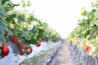 土耕栽培のいちご狩り