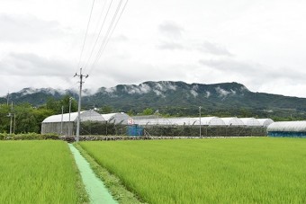 美しい景色の中にある果樹園