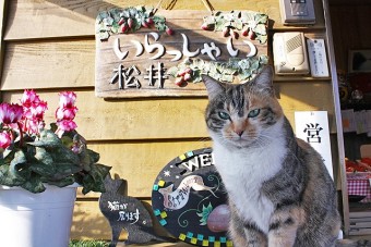 看板ネコがお出迎え