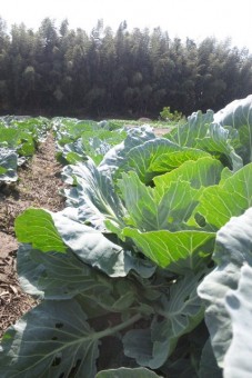 彩果ファームなかじまの野菜畑