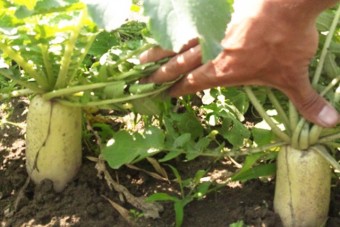 彩果ファームなかじまの旬野菜