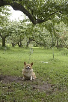 番犬（ハナちゃん）