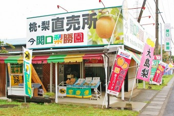 道路から目立つ関口梨勝園