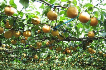 明治初期からの歴史をもつ里見地区の梨