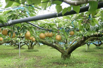 毎年土壌分析をして安全性を確認