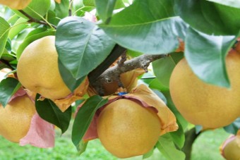県のエコファーマーの認定を梨と桃で取得