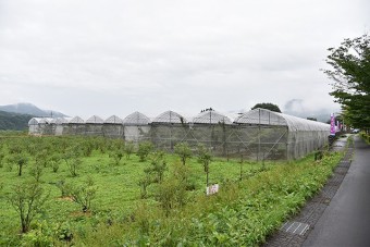 豊かな自然の中にある果樹園