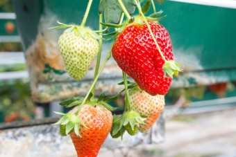 須田いちご園でやよいひめとあきひめのいちご狩り