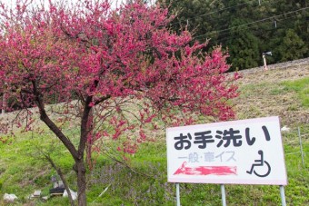 須田いちご園はバリアフリーのお手洗いも完備