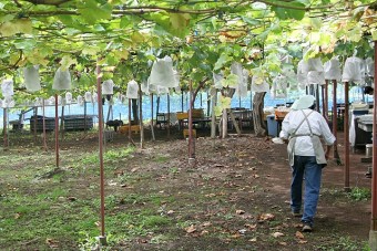 高さの低いぶどう棚