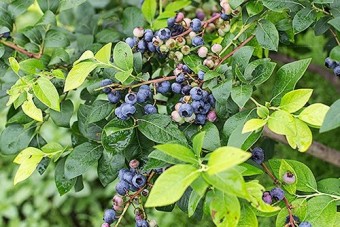 50Rもの面積にブルーベリーが沢山栽培されている