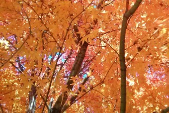 秋の訪れが早い農園では、見事な紅葉を鑑賞できる