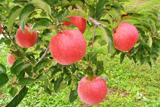 保ちゃんりんご園 - 群馬・みなかみのくだもの狩り