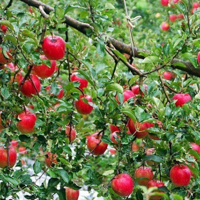 田村りんご園 群馬 沼田のくだもの狩り