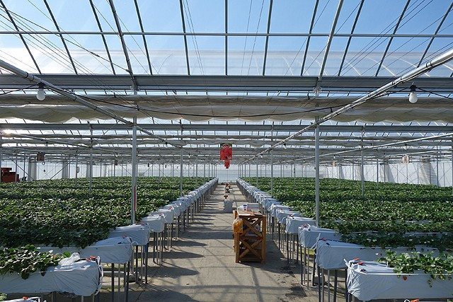 イチゴ畑 いちご狩り予約 | クロスケのげんき畑