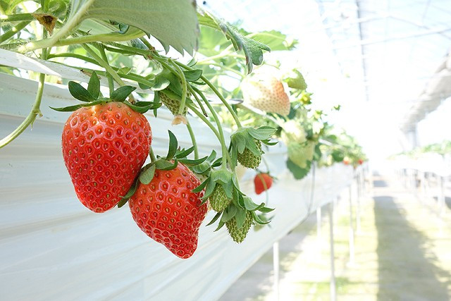 いちご畑VERY BERRY - スマーク伊勢崎裏のいちご狩り園