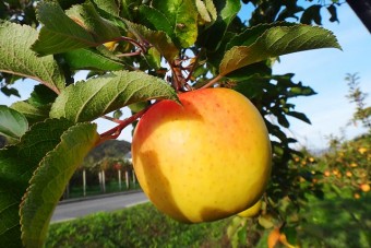 11代 彌平治りんご園のりんご