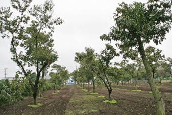 370本の栗の木が植えられている