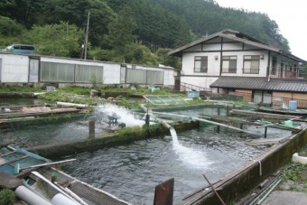 養殖池で育った40cm超えのイワナを放流することも