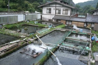 豊富な養殖魚が放流される