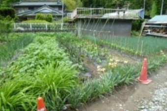 自家製野菜を作ったり
