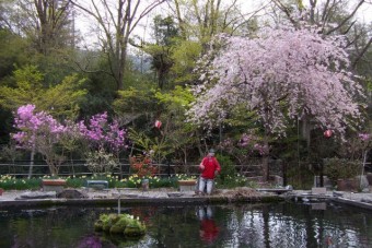 春の釣り堀は花々で彩られる