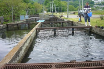 名水で育った魚は各地に販売される