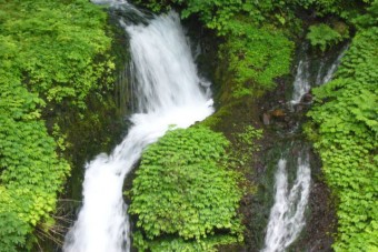 日量3万トン湧出の日本名水百選「箱島湧水」が育てる魚