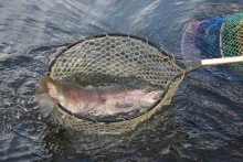 静かな池だが魚の活性は高い