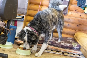 番犬は可愛い顔をしているが近づくと危険