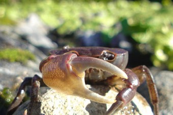 沢蟹などの生き物があちらこちらに見え隠れする