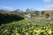 湧水で本わさびやクレソンを栽培