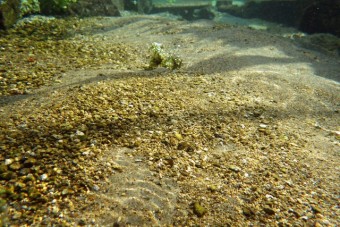 水の中とは思えない程透き通る水