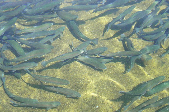 湧水で池の底まで透き通る池で泳ぐ魚釣りを楽しめる