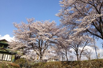 春には満開の桜の元で釣りができる